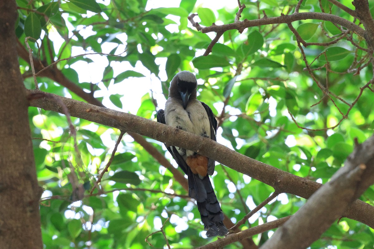 Gray Treepie - ML617777414