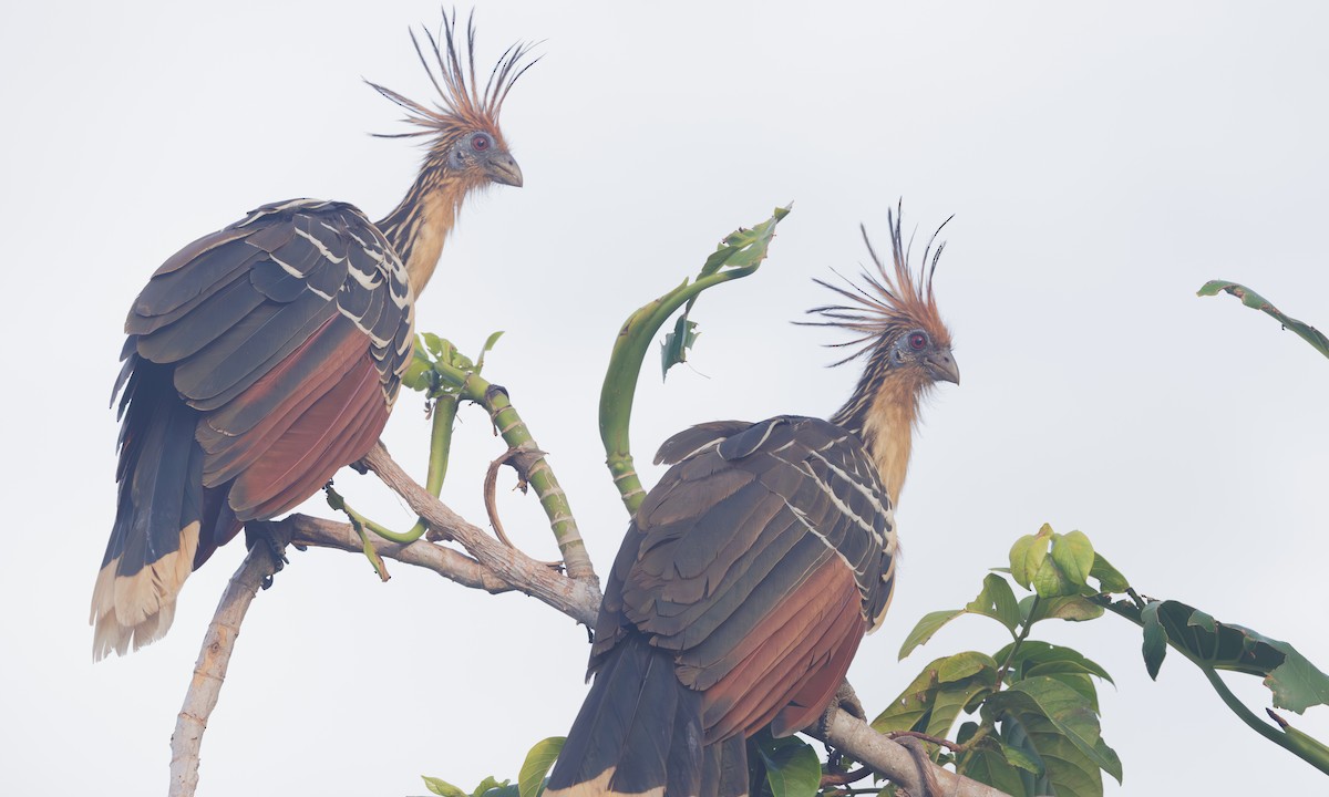 hoatzin - ML617777422