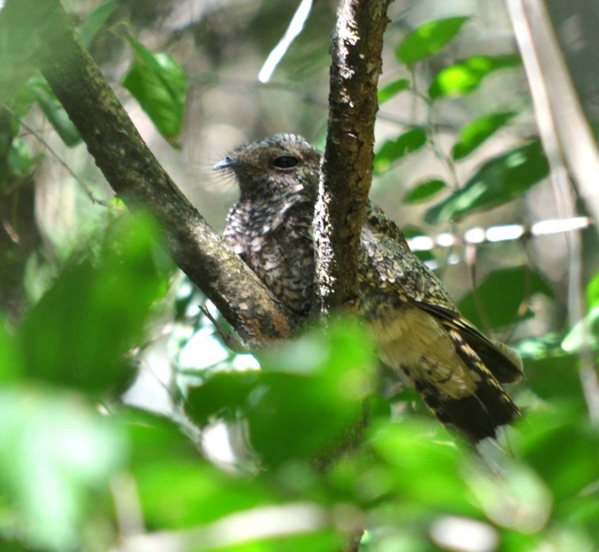 Band-winged Nightjar - ML617777450