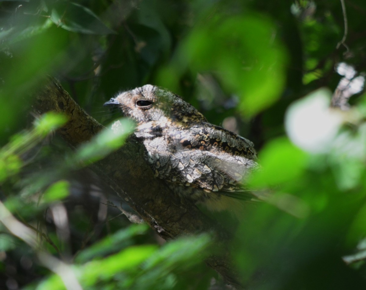 Band-winged Nightjar - ML617777452