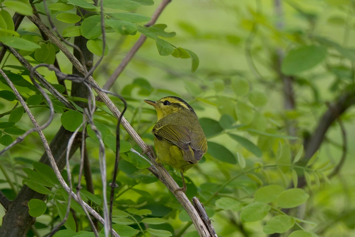 Mosquitero de Rickett - ML617777455