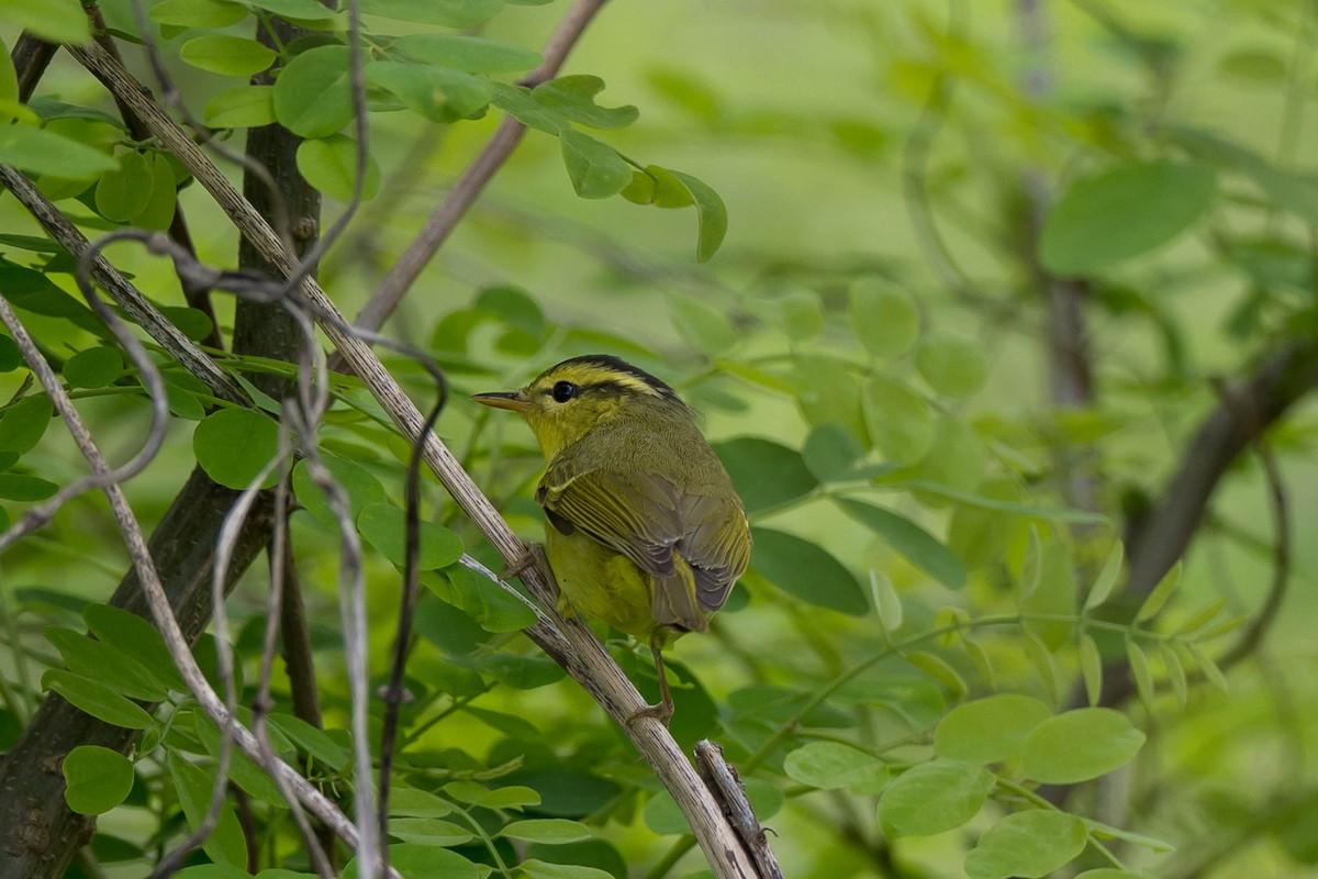 Pouillot de Rickett - ML617777456