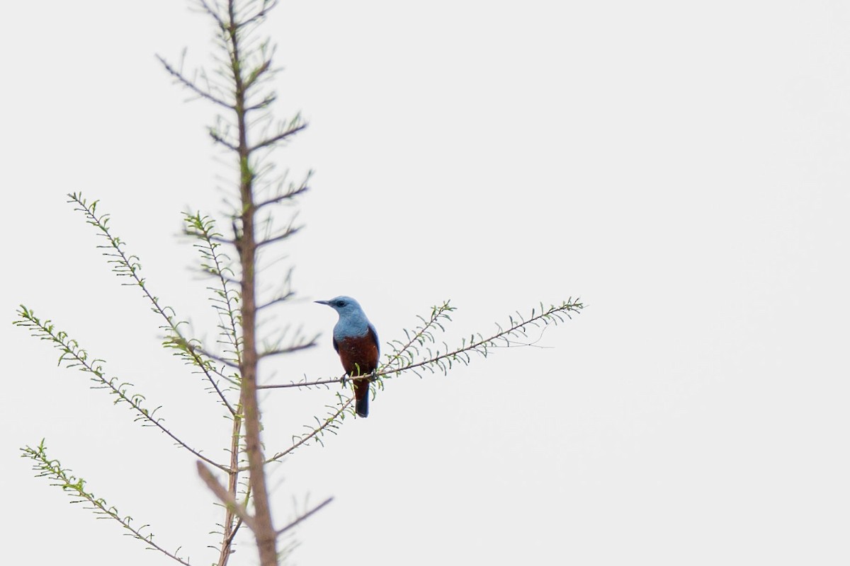 skalník modrý (ssp. philippensis) - ML617777478