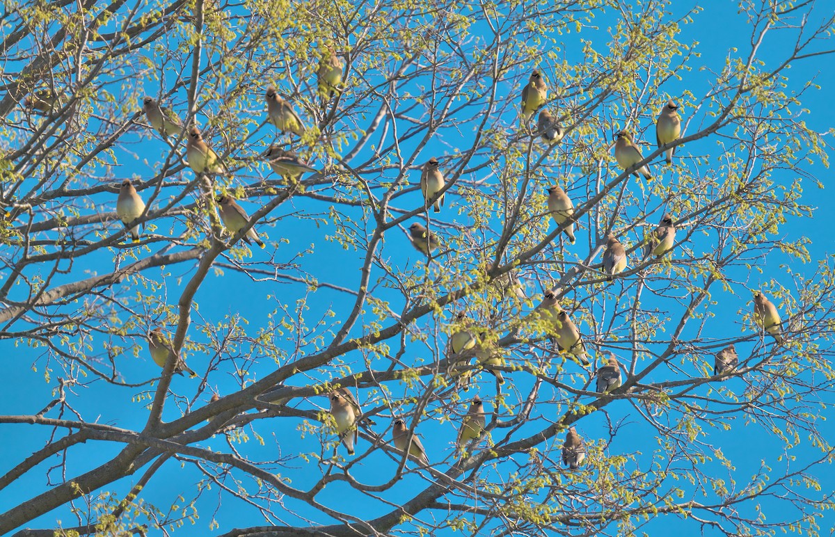 Cedar Waxwing - ML617777483