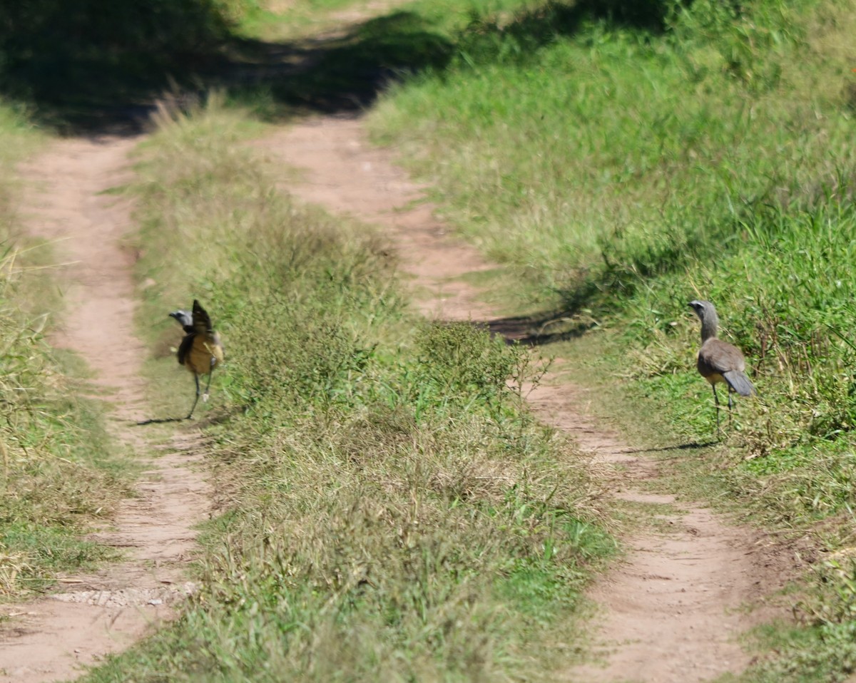 Black-legged Seriema - Oliver Kohler