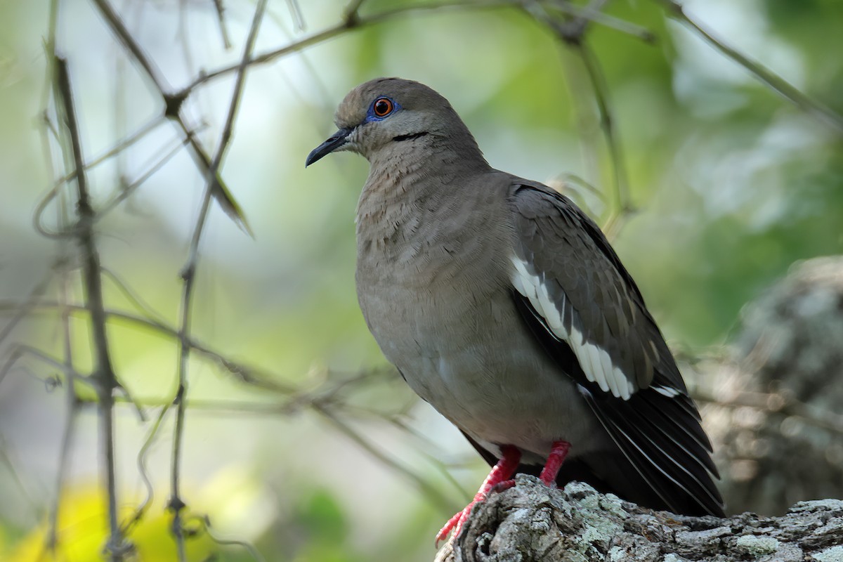 White-winged Dove - ML617777531