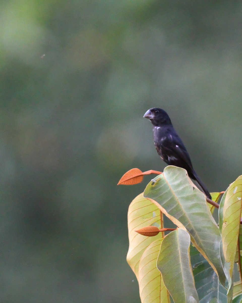 Thick-billed Seed-Finch - Per Smith