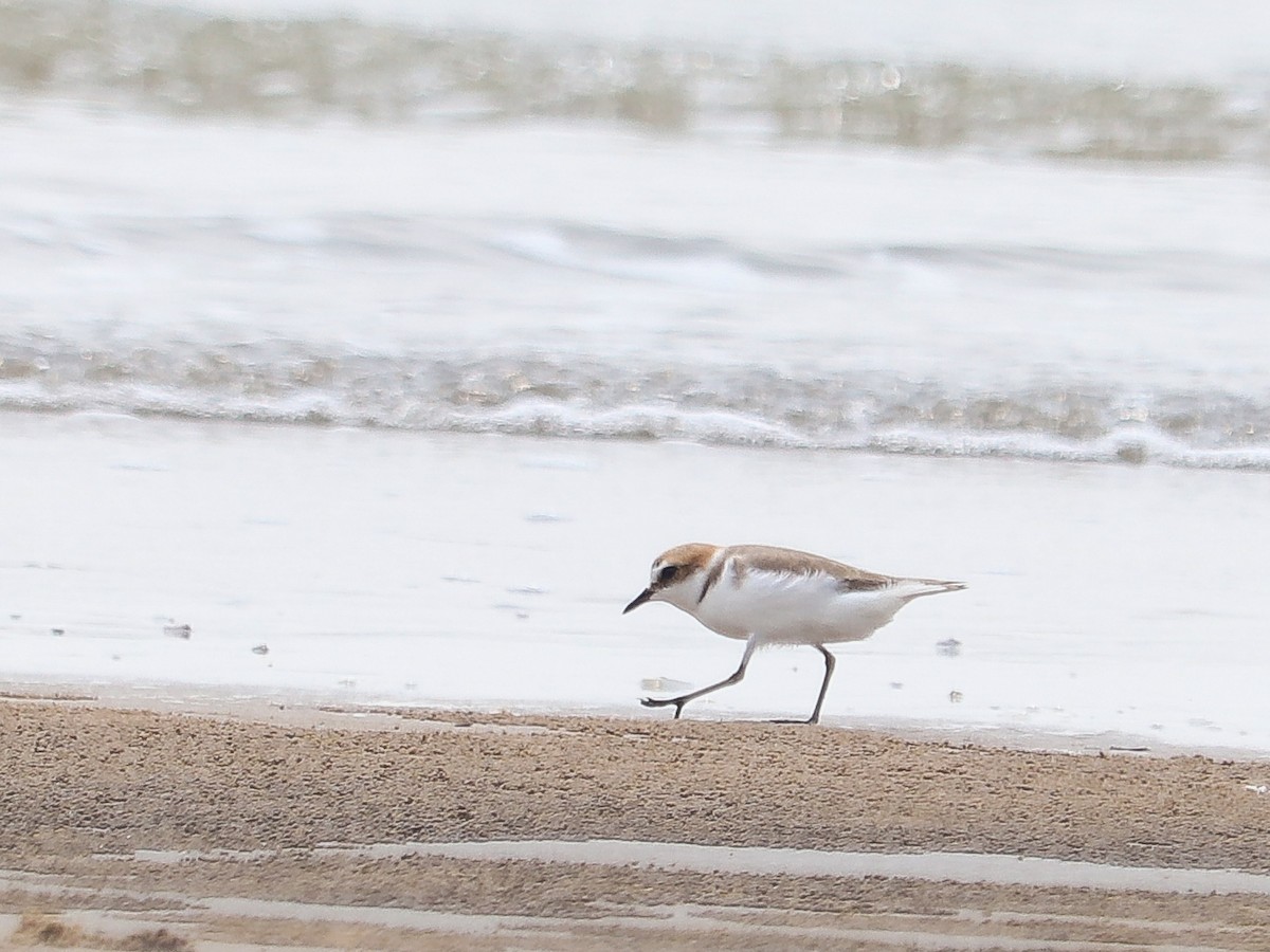 Kentish Plover - Sarthak Kar Mahapatra