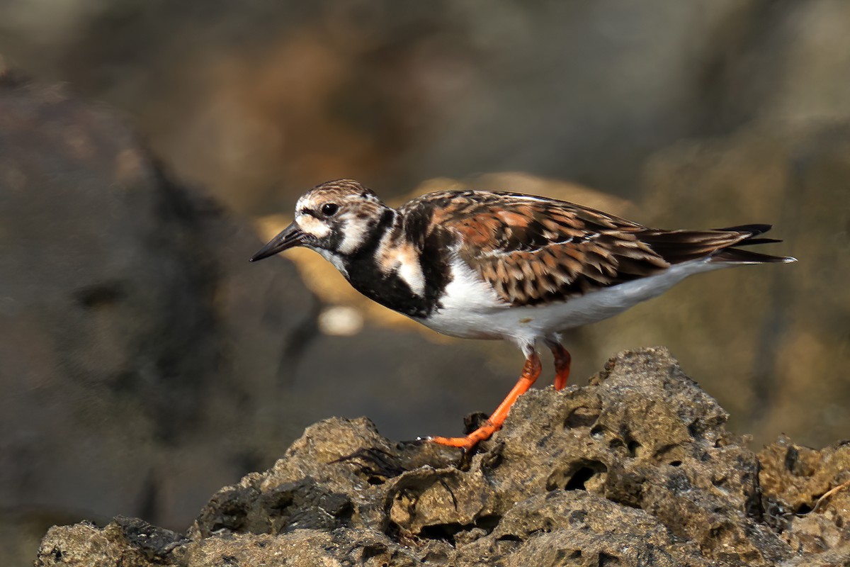 Ruddy Turnstone - ML617777598