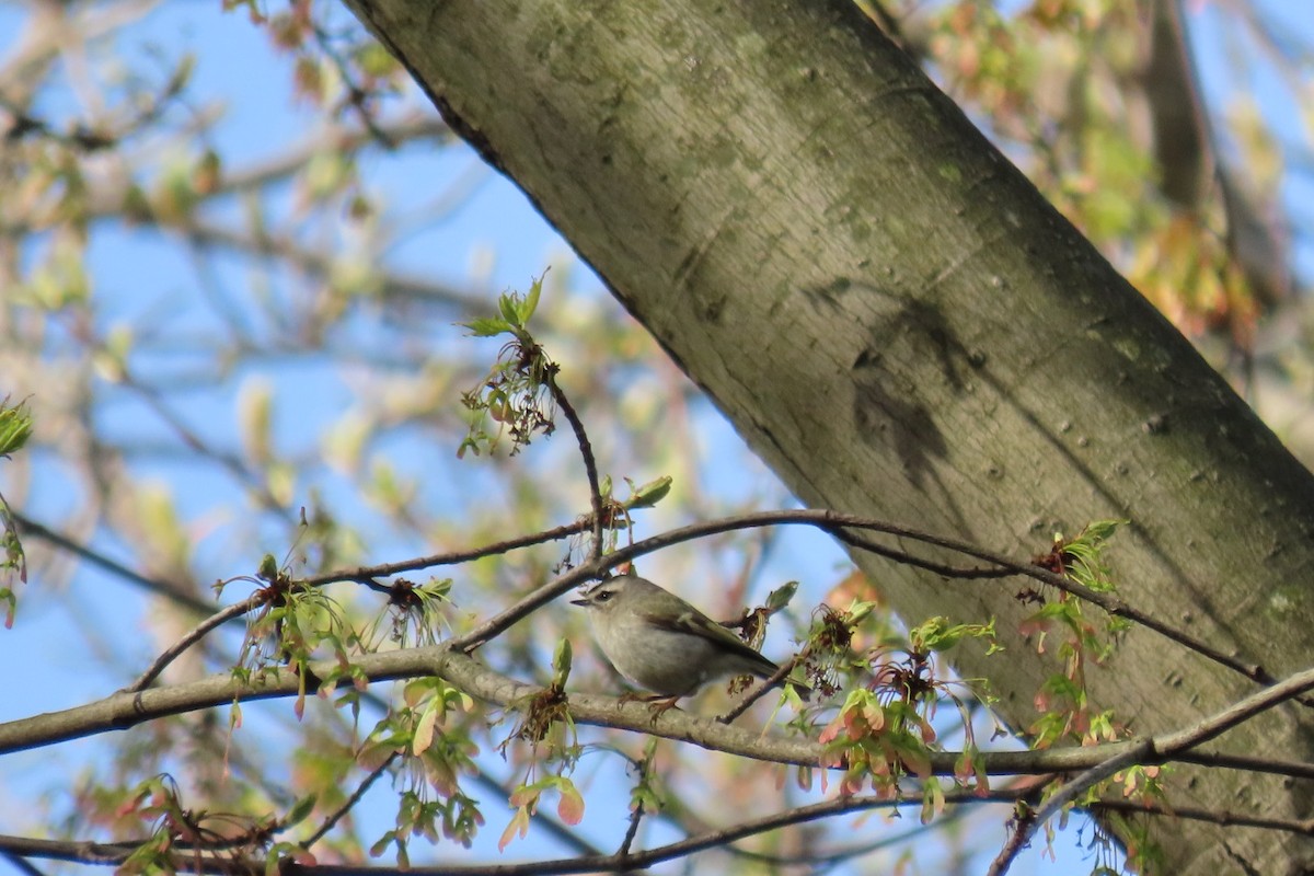 Golden-crowned Kinglet - ML617777644