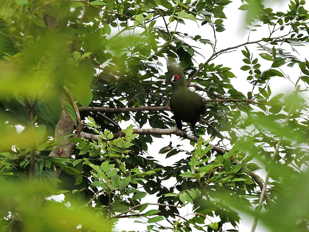 Turaco de Guinea - ML617777674