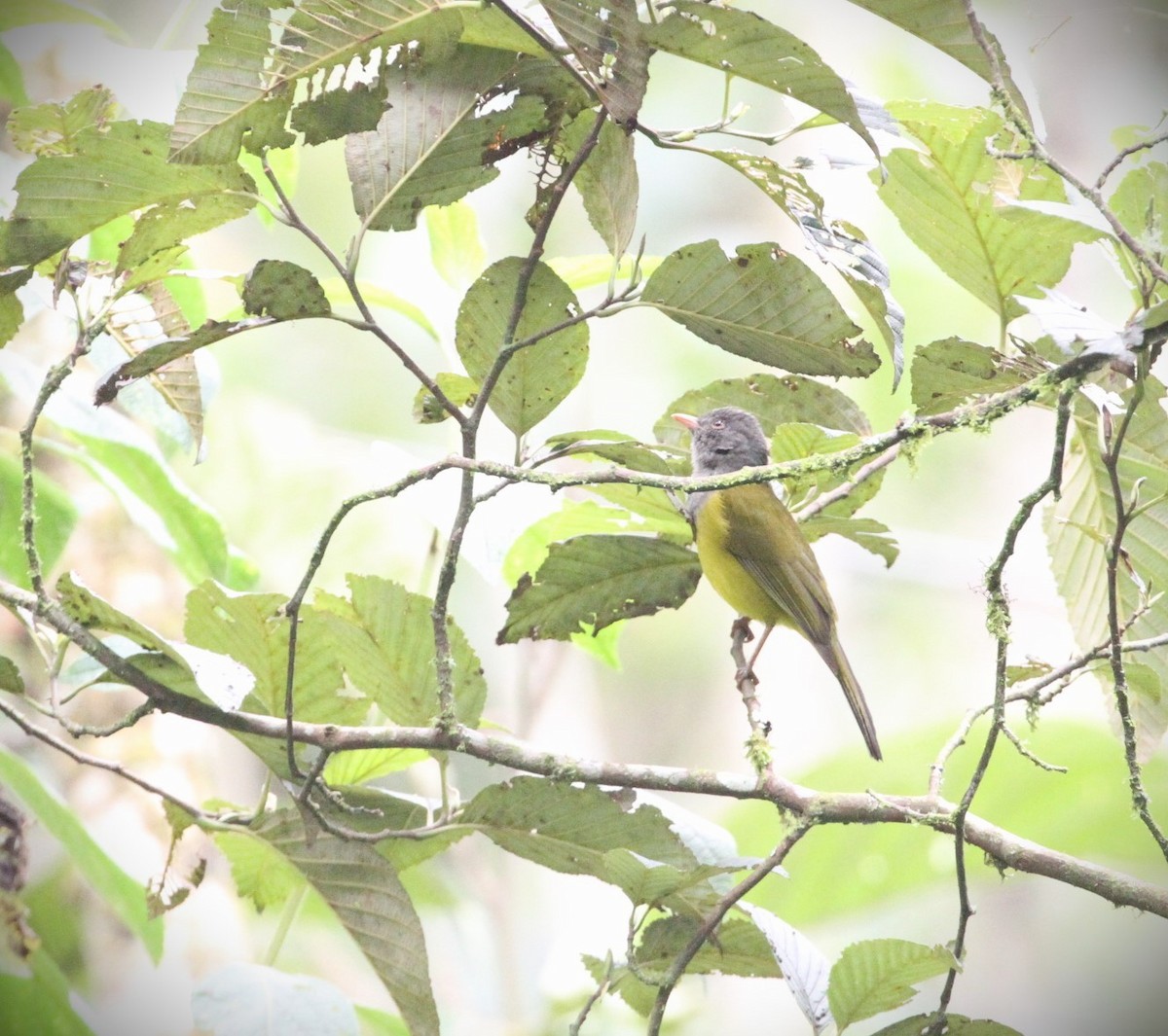 Gray-hooded Bush Tanager - ML617777690