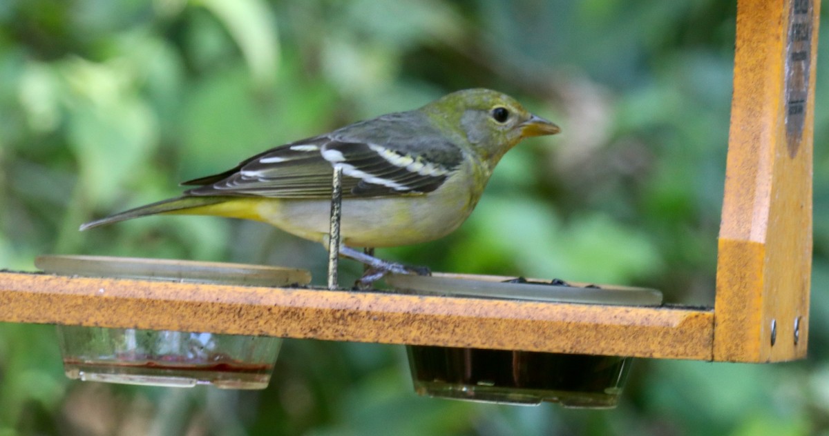 Western Tanager - Lloyd Davis