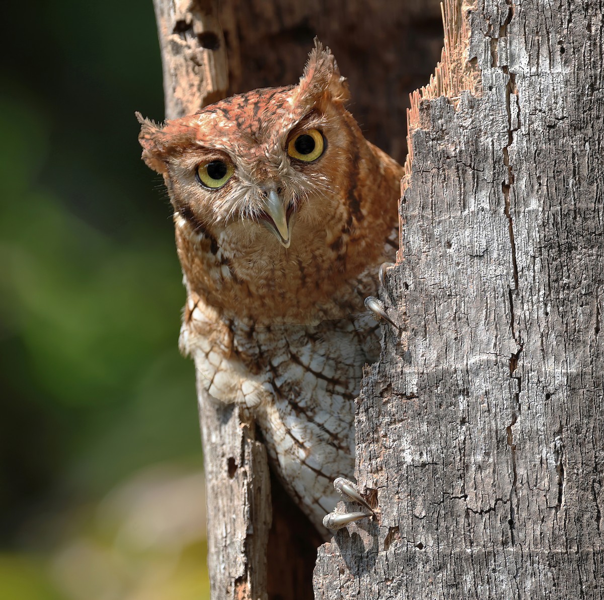 Tropical Screech-Owl - ML617777694