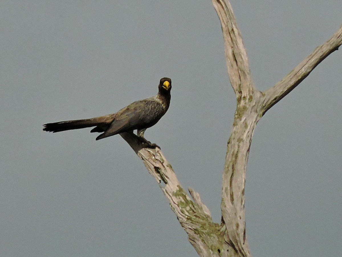 Turaco Gris Occidental - ML617777702