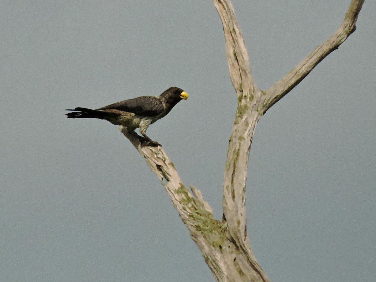 Western Plantain-eater - ML617777703