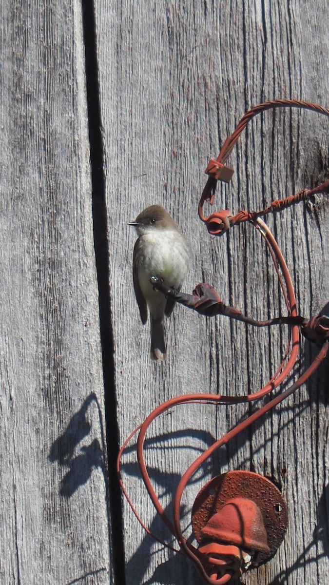 Eastern Phoebe - ML617777712