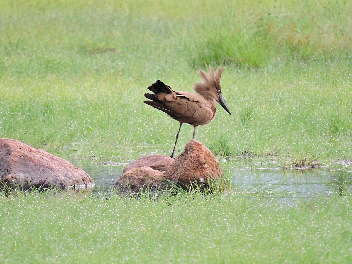 Hamerkop - ML617777715