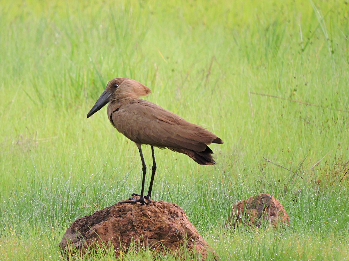 Hamerkop - ML617777716