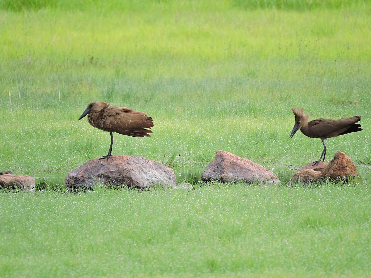 Hamerkop - ML617777717