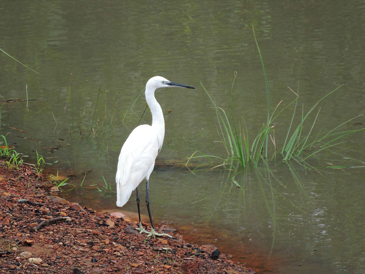 Western Reef-Heron - ML617777732