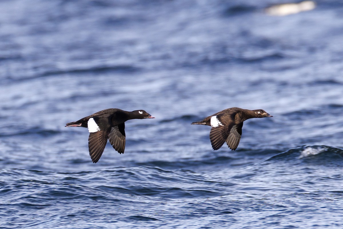 White-winged Scoter - Joe Oliverio