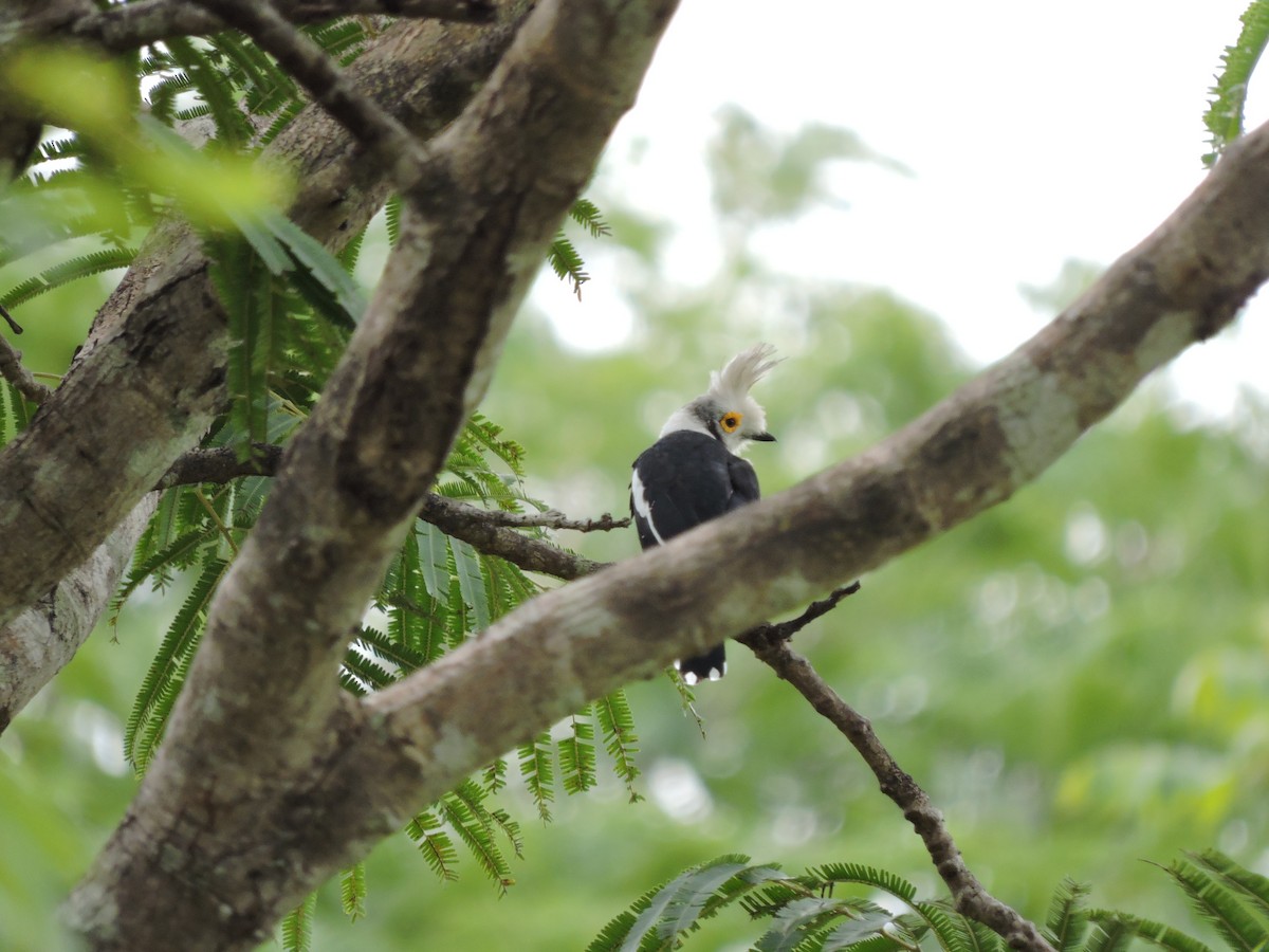 White-crested Helmetshrike - ML617777768