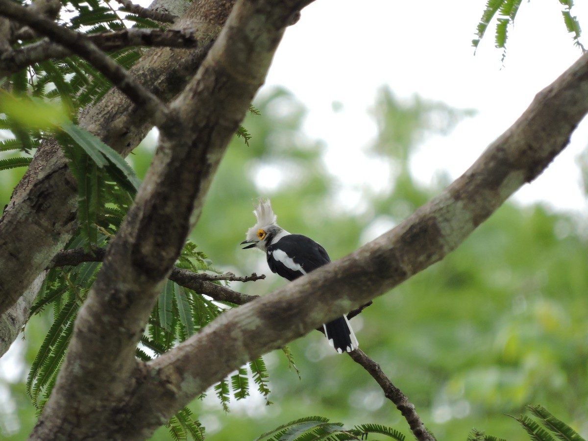 White Helmetshrike - Andrew Cauldwell