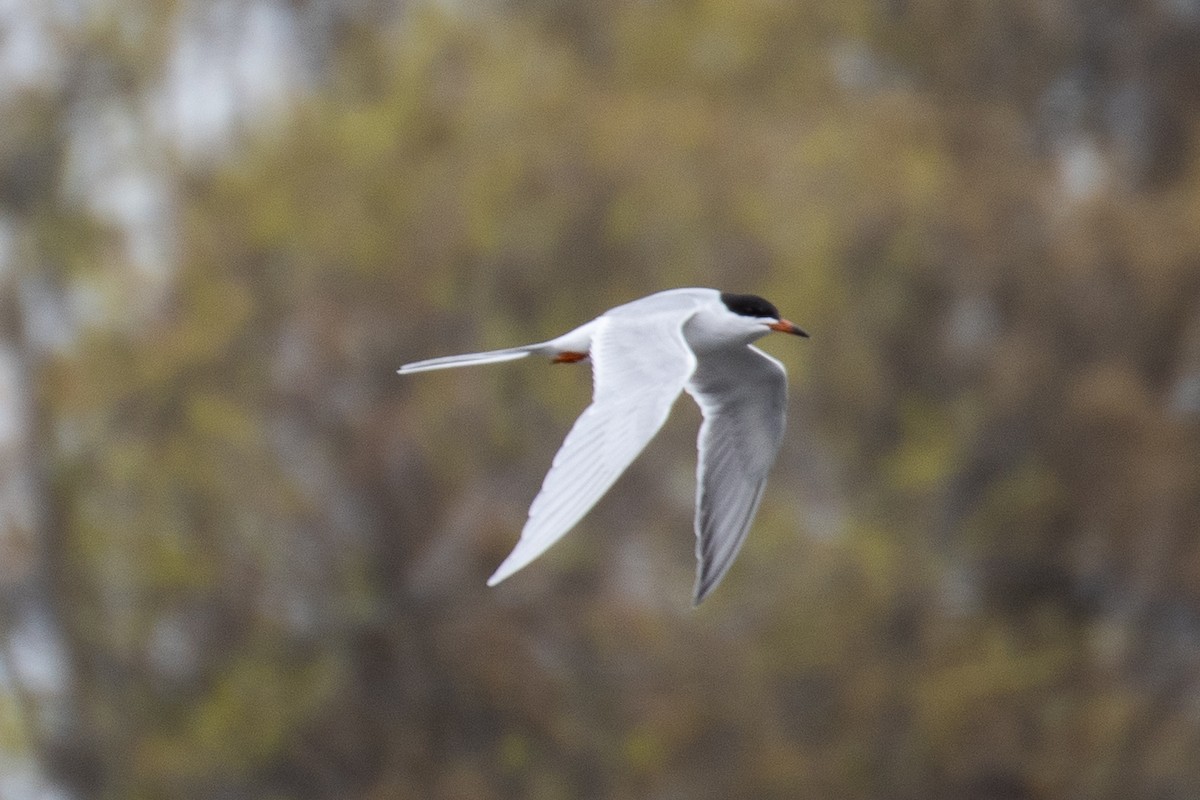 Forster's Tern - Rie & Matt