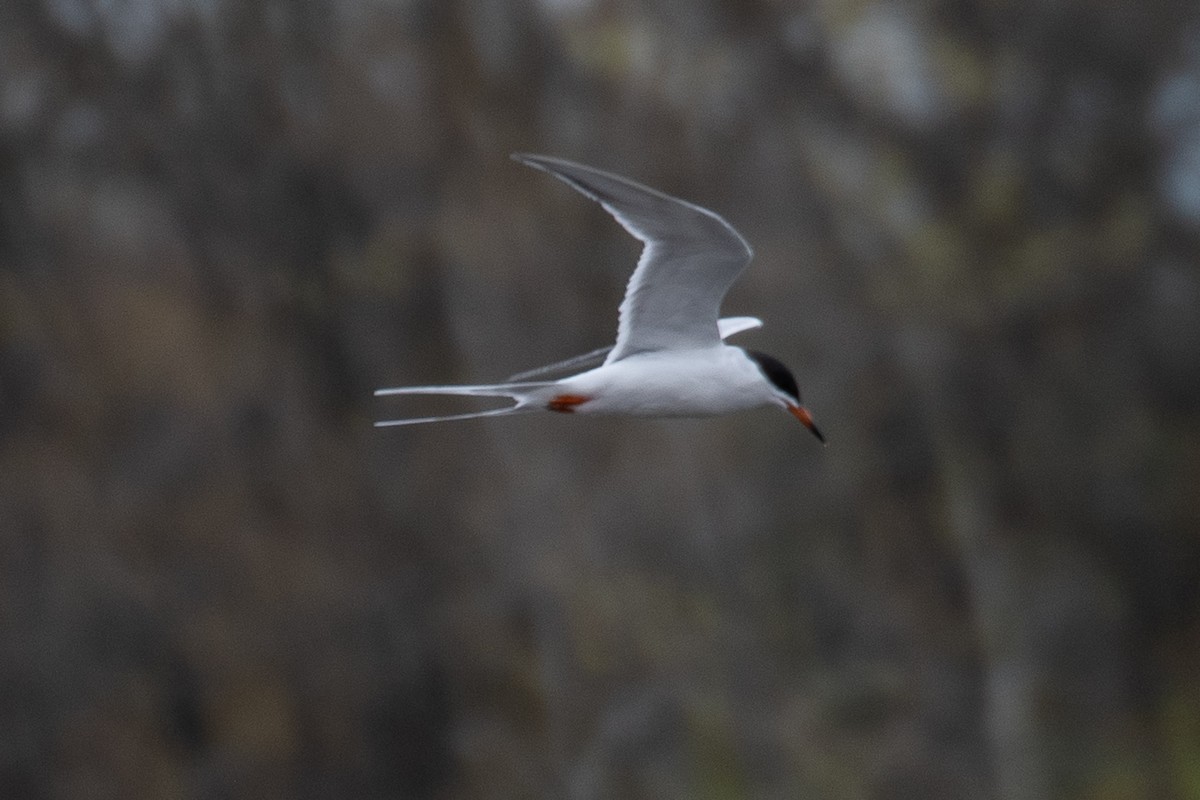 Forster's Tern - ML617777795