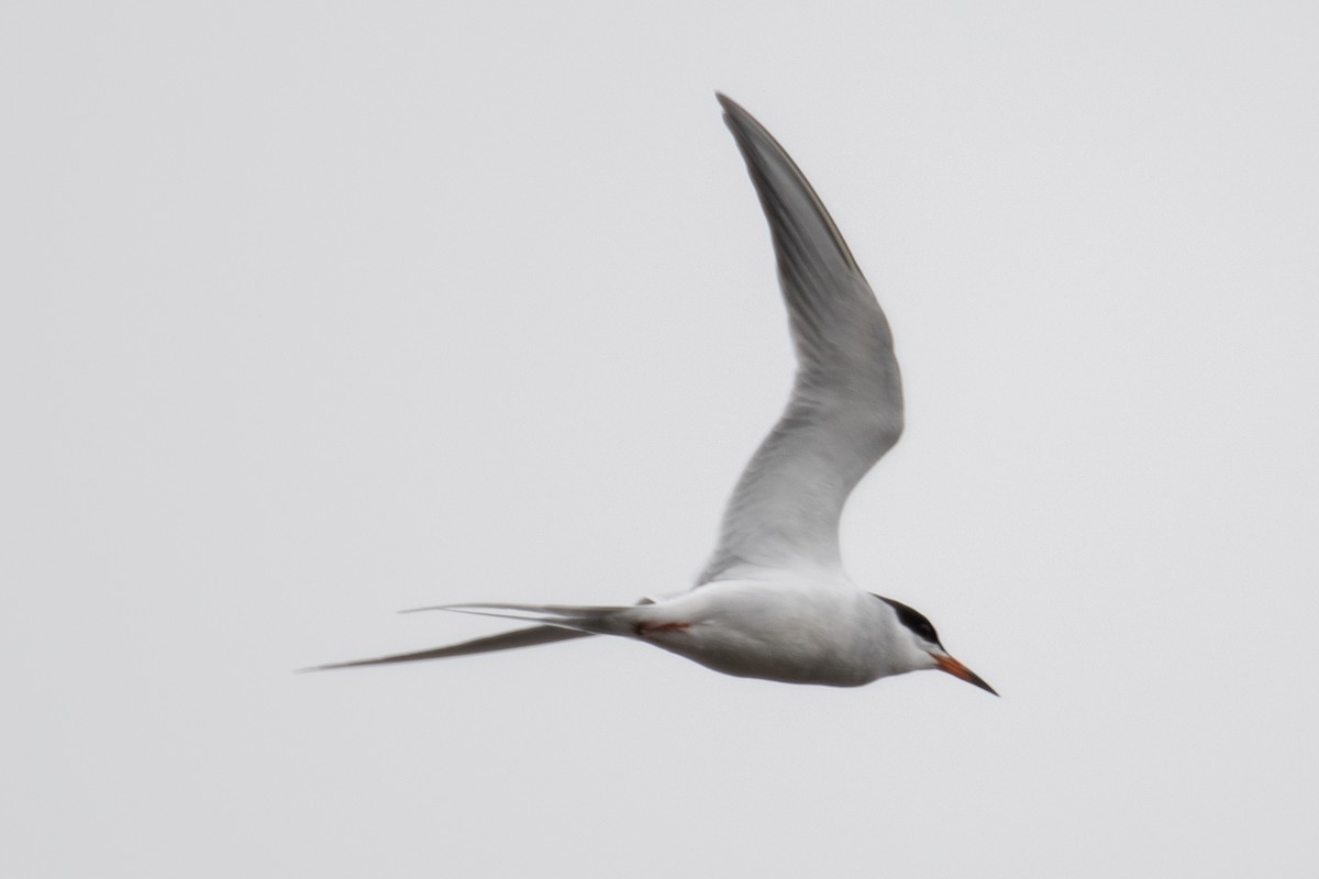 Forster's Tern - ML617777796