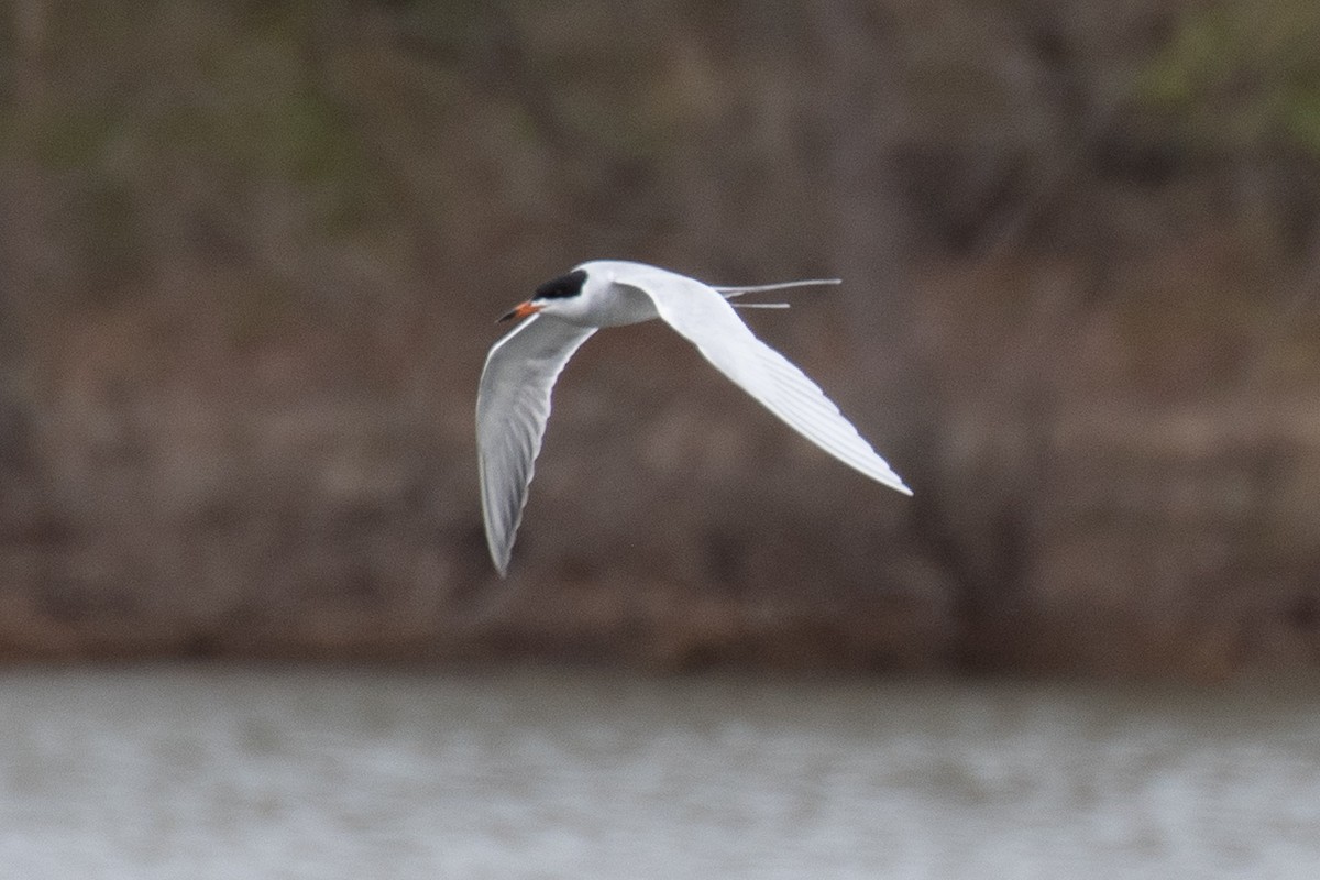 Forster's Tern - ML617777798