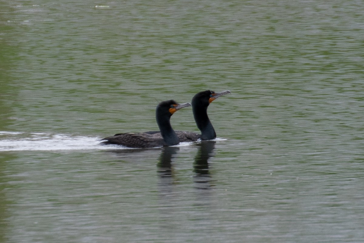 Cormorán Orejudo - ML617777804