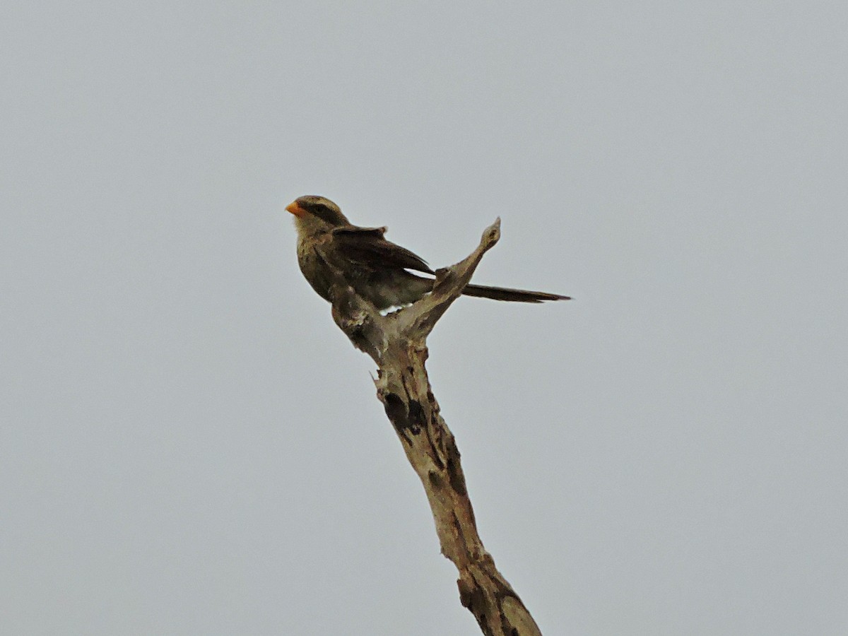 Yellow-billed Shrike - ML617777807