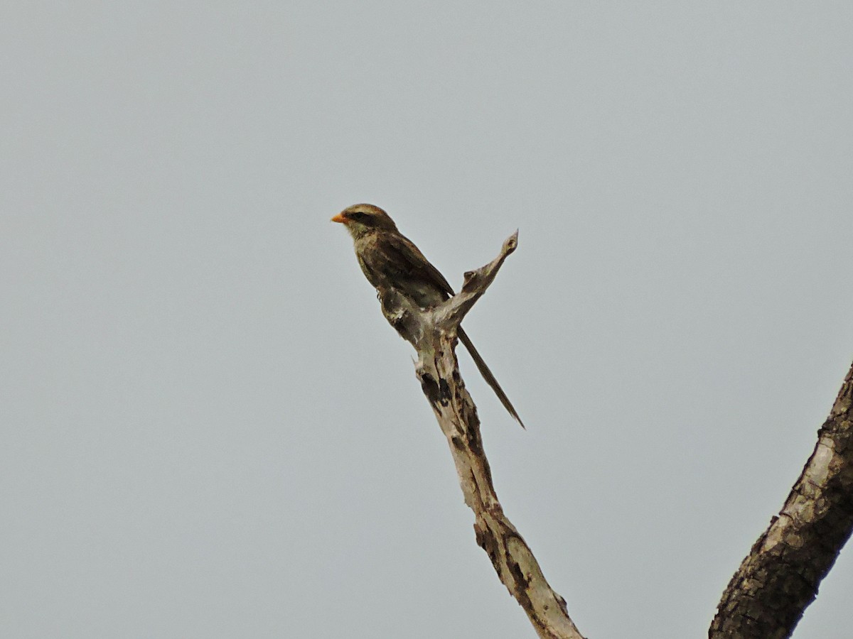 Yellow-billed Shrike - ML617777808