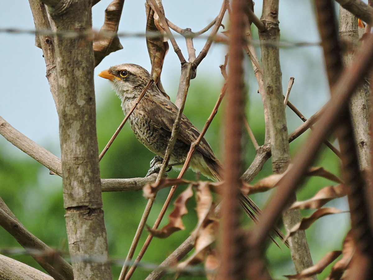 Yellow-billed Shrike - Andrew Cauldwell