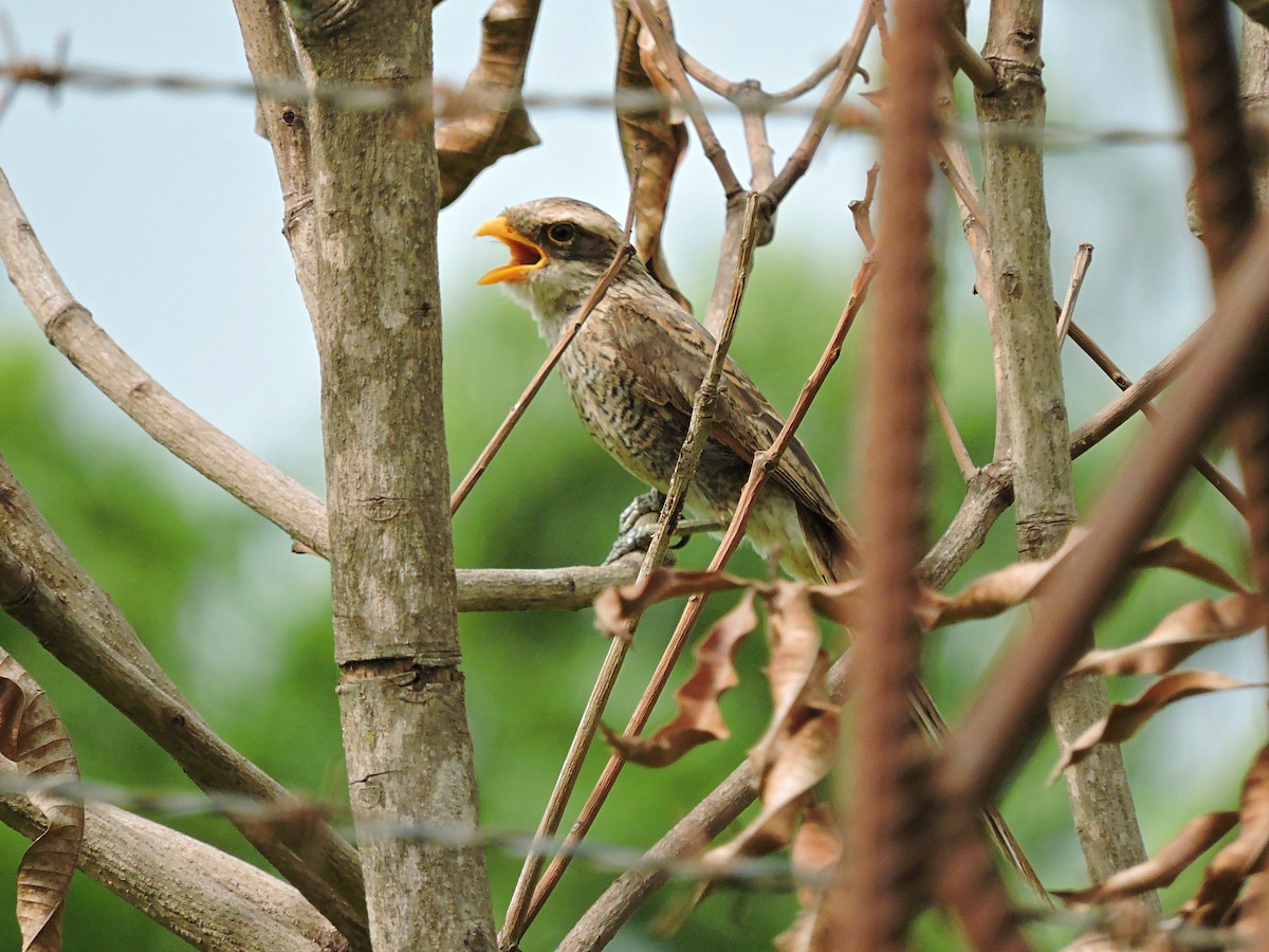 Yellow-billed Shrike - ML617777811