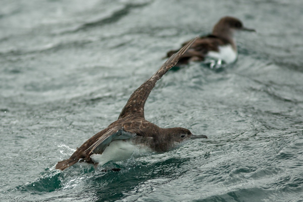 Fluttering Shearwater - Morten Lisse