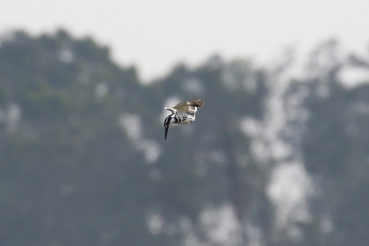 Pied Kingfisher - ML617777839