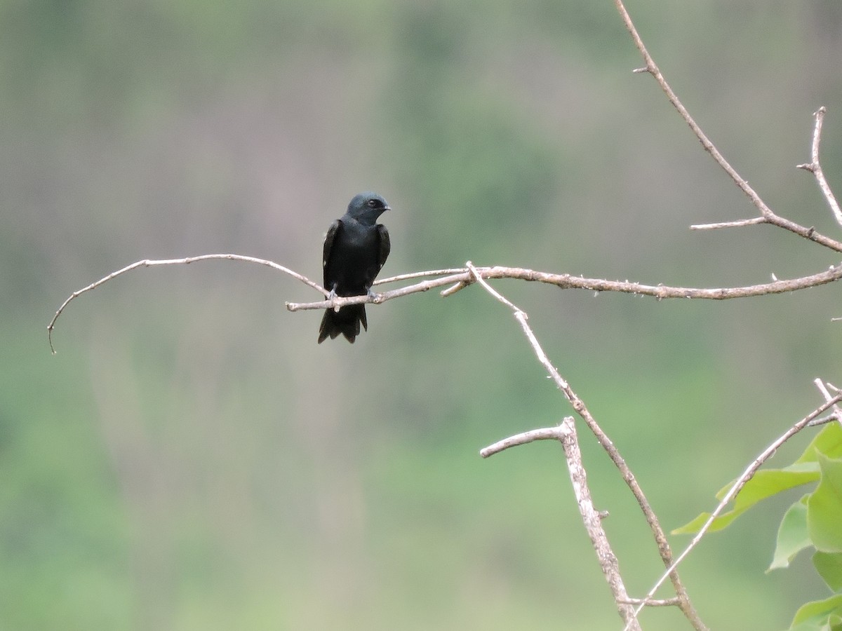 Golondrina Colicuadrada - ML617777840