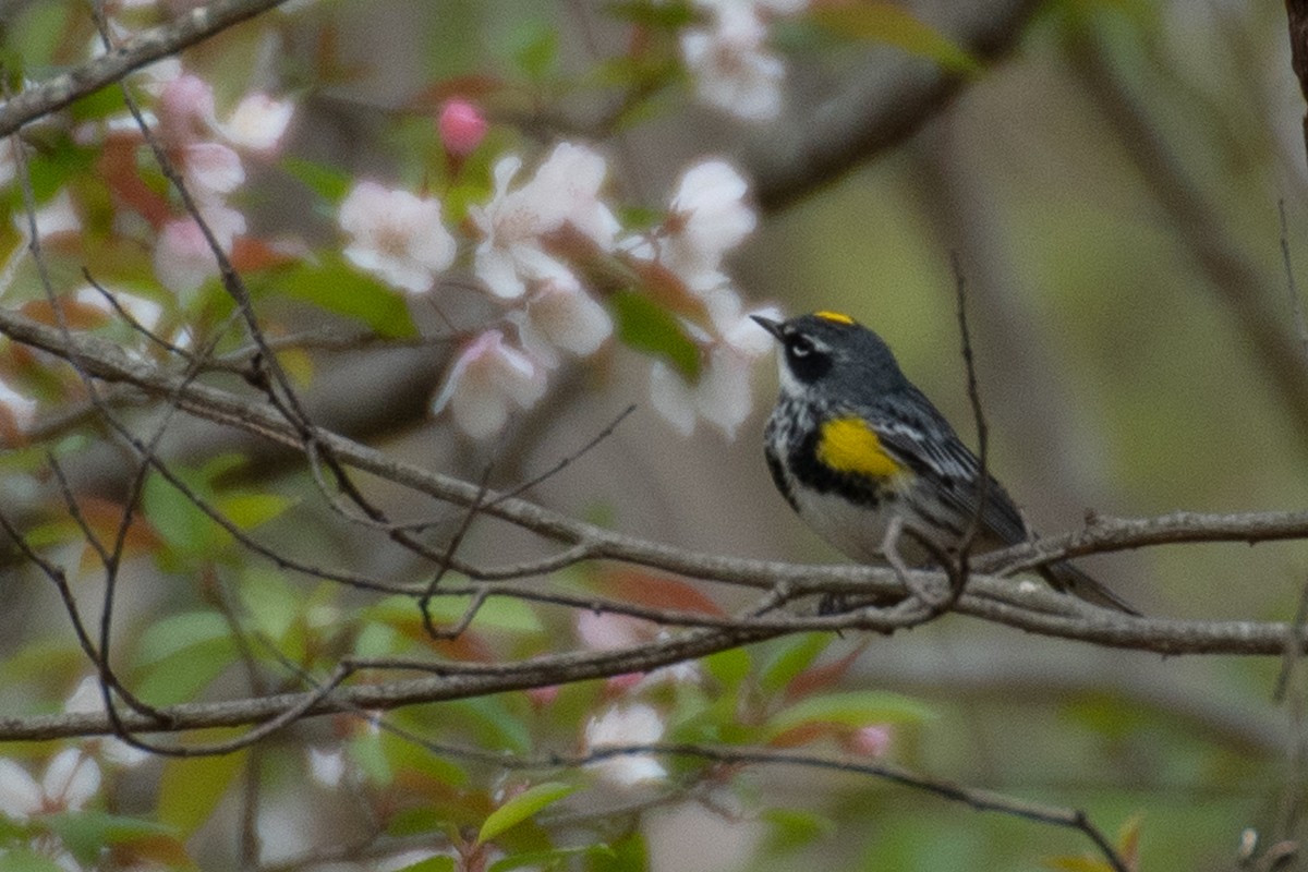 Yellow-rumped Warbler - ML617777841