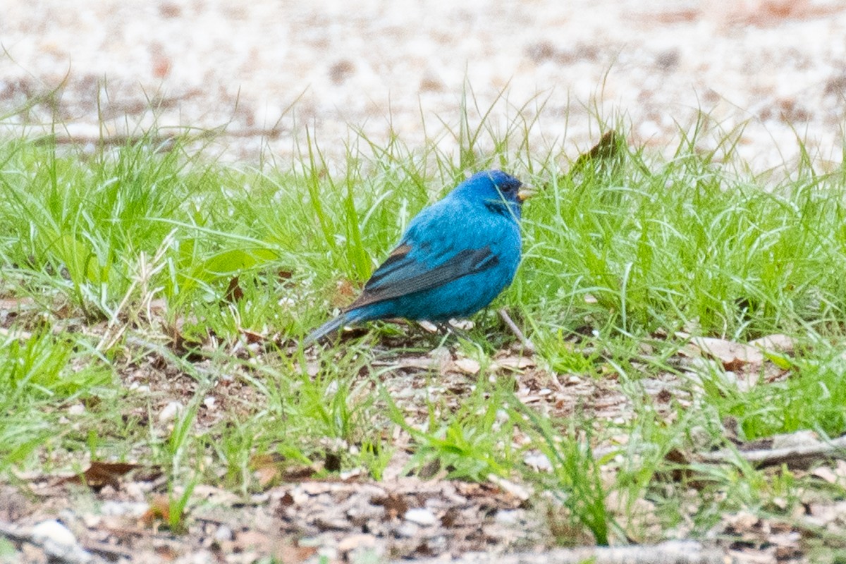 Indigo Bunting - ML617777858