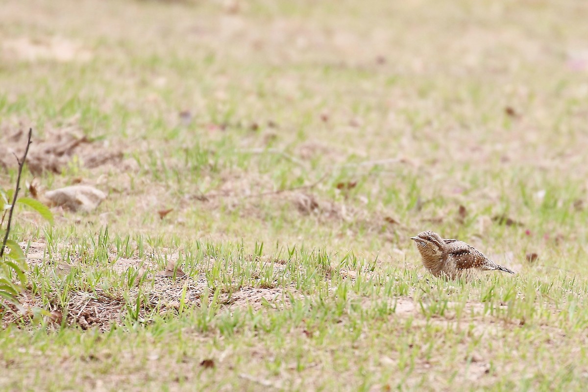 Eurasian Wryneck - ML617777864