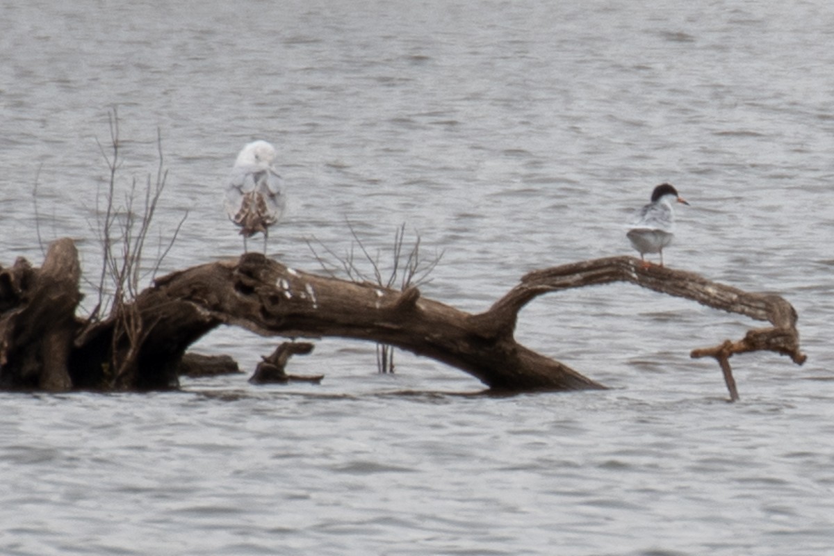 Forster's Tern - ML617777868