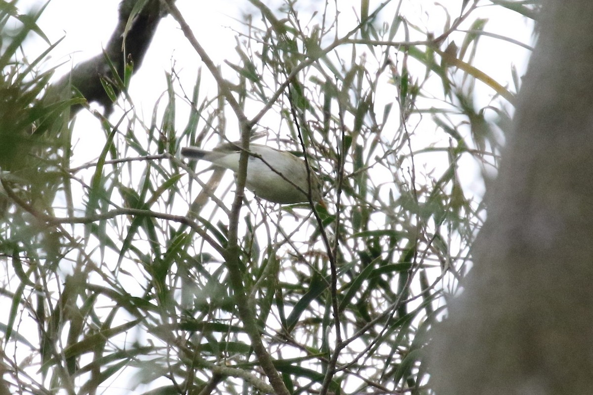 Mosquitero Verdoso - ML617777873