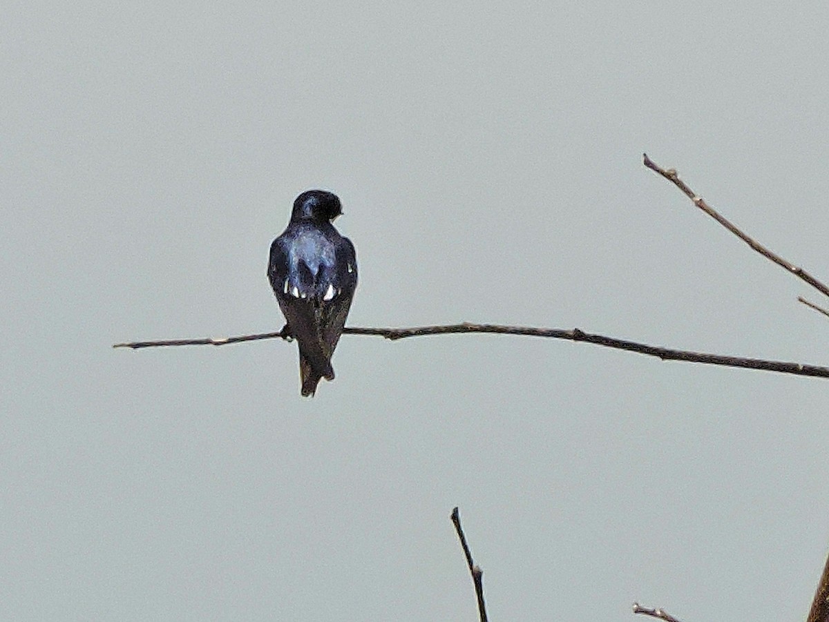Pied-winged Swallow - Andrew Cauldwell