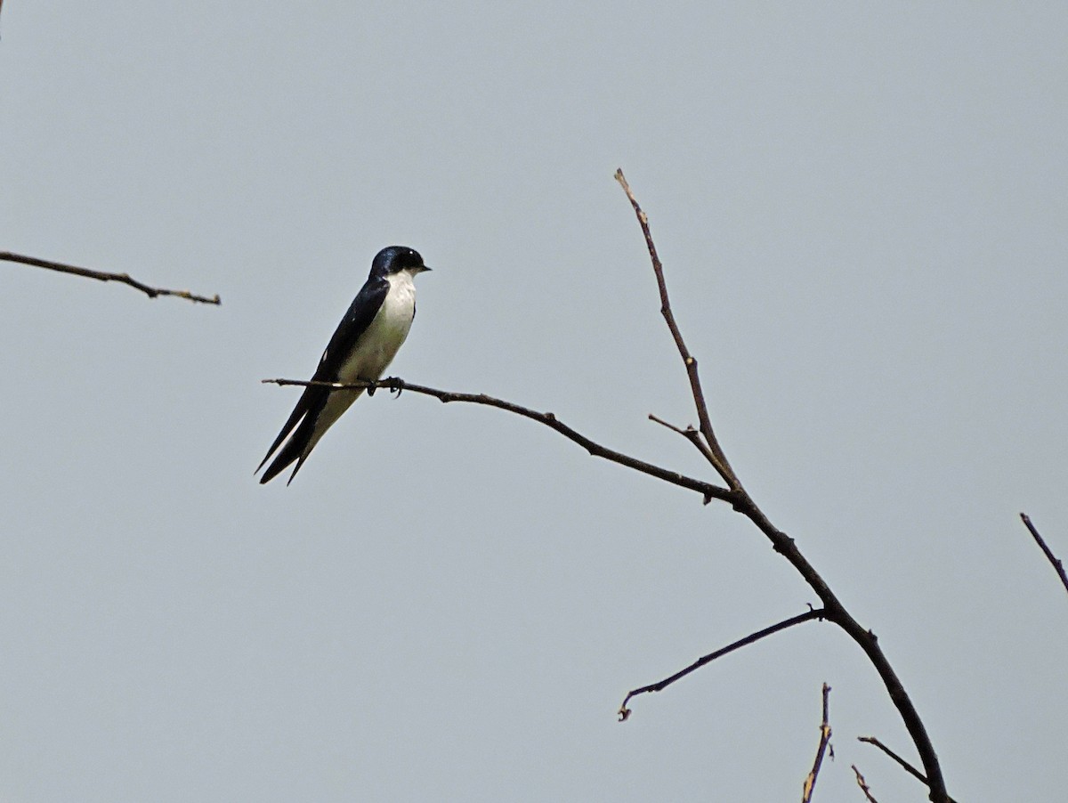 Pied-winged Swallow - Andrew Cauldwell