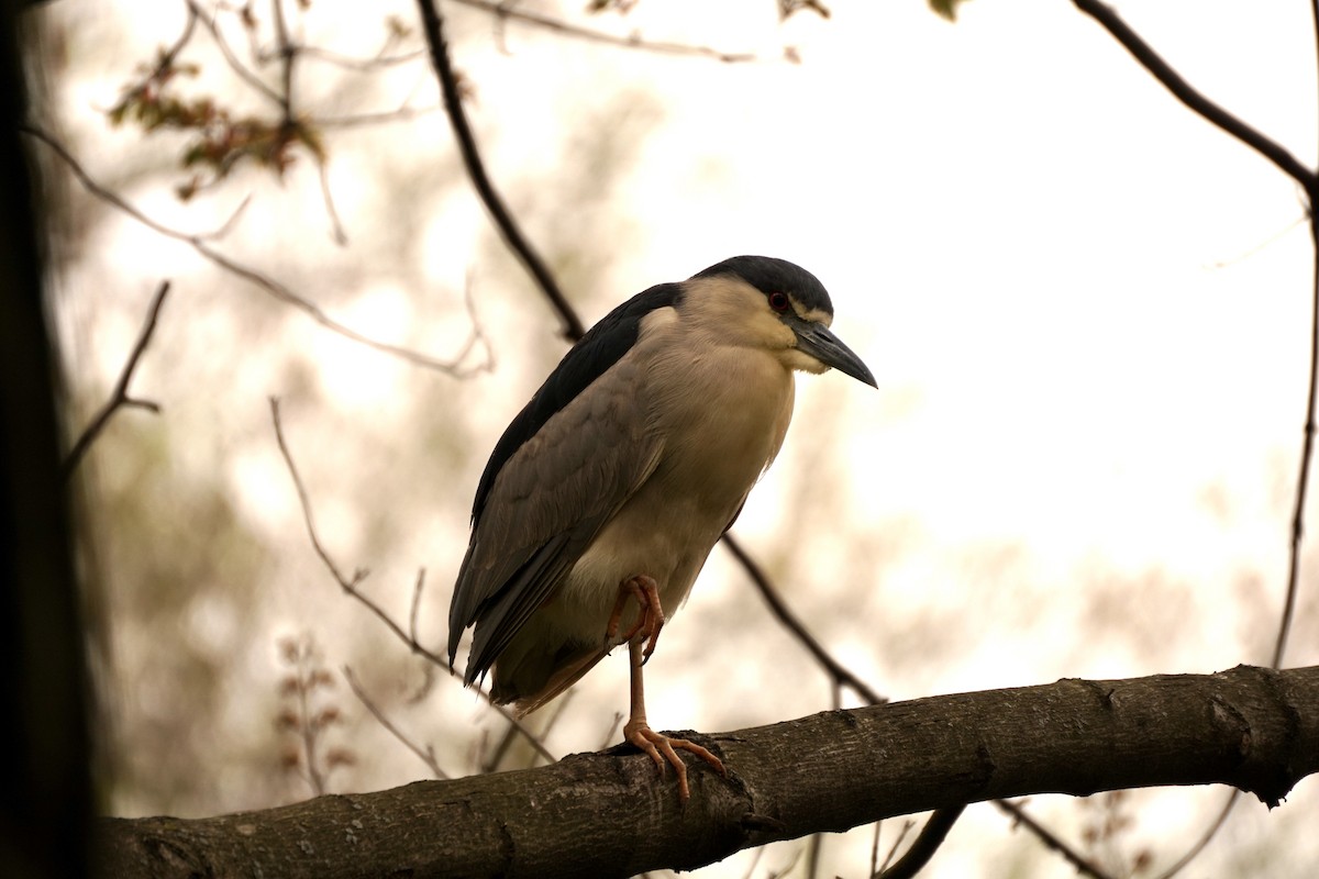 Black-crowned Night Heron - ML617777892