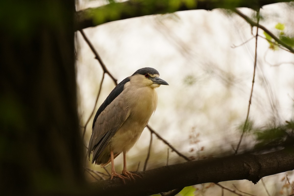 Black-crowned Night Heron - ML617777894