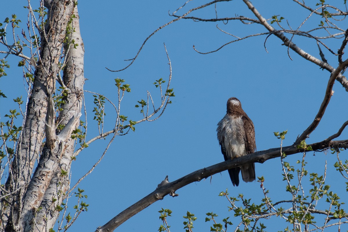 Red-tailed Hawk - Della Alcorn